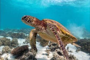 closeup of a brown patterned sea turtle swimming underwater near the seabed