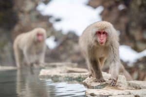 snow monkeys in japan sp