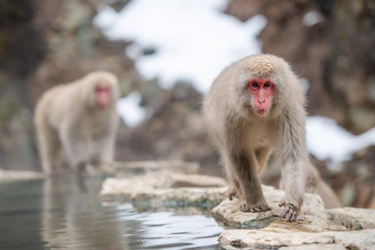 snow monkeys in japan sp