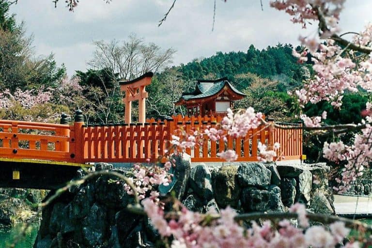 osaka japan cherry blossoms sp