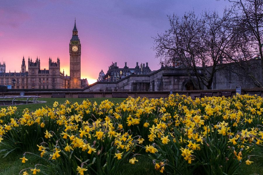 spring bloom Westminster London United Kingdom sp