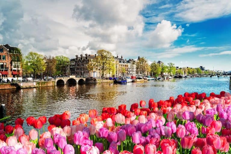 Amstel canal with spring tulips in Amsterdam Netherlands