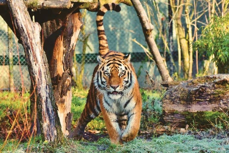 tiger in zoo enclosure sp